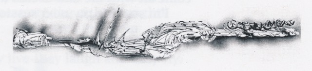 Scan 7