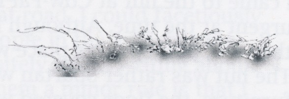 Scan 9