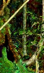 stump.tif