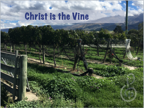 Christ is the Vine